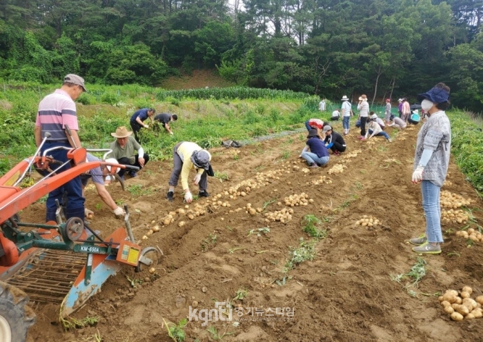 용인 동천동, 어려운 이웃 돕기 위한 ‘사랑의 감자’ 수확